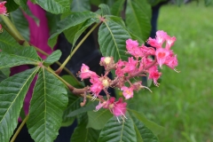 Schwarzwald_2014_056