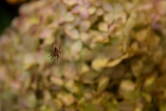 HF2014_Details-15